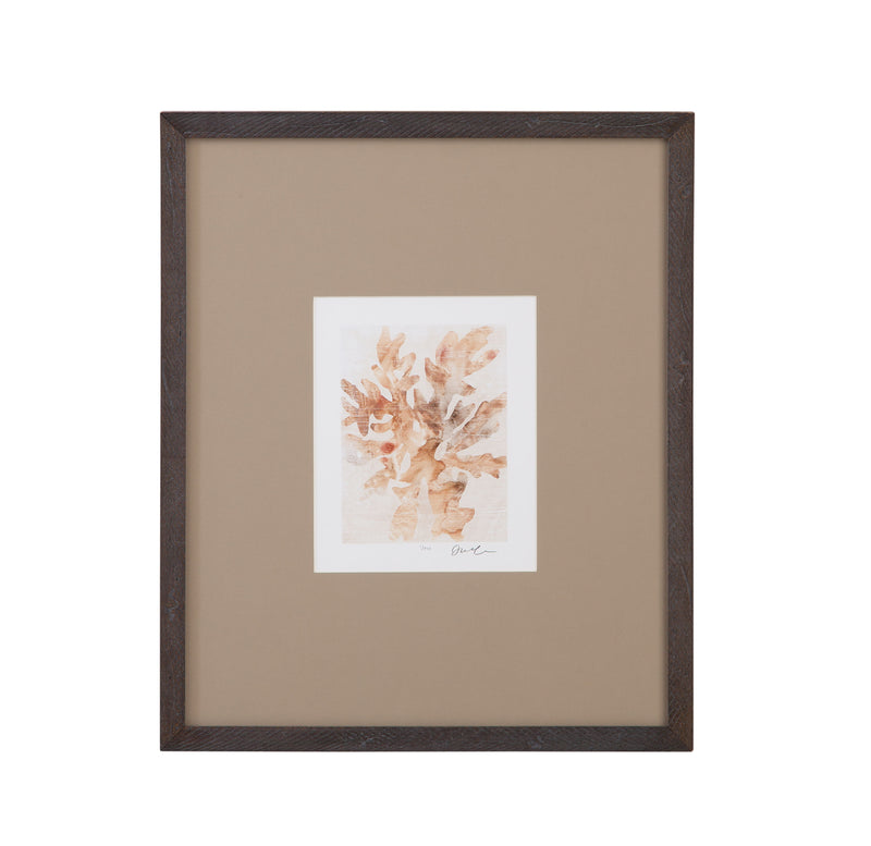 Parchment Coral - IV Framed Print - Brown