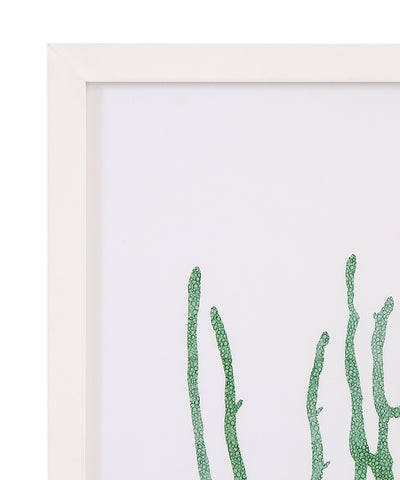 Coral Souvenirs - II Framed Print - Green