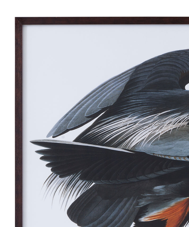 Audubon Great Blue Heron - Framed Print - Gray