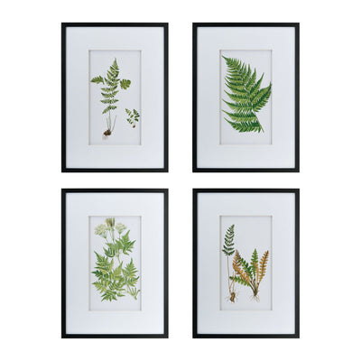 Botanical Fern Wall Art, Wall Decor For Living Room Dining Room Entryway (Set of 4) - Black / White