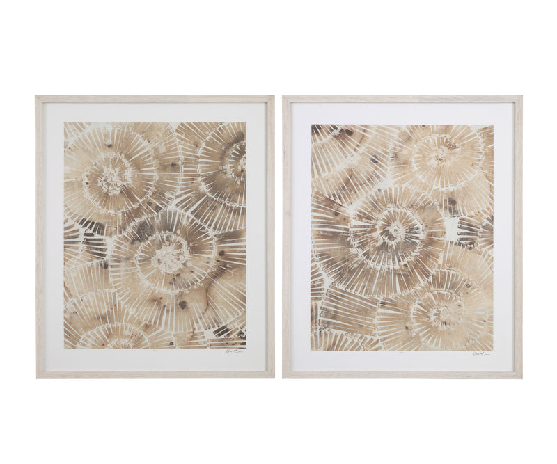 Fossil Nautilus - Framed Print (Set of 2) - Brown