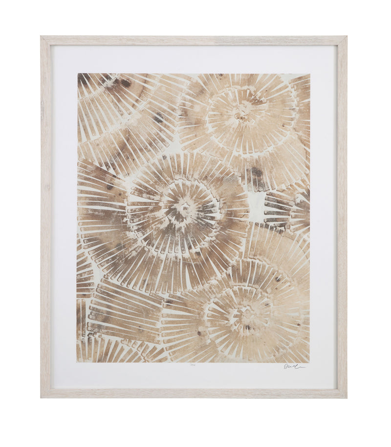 Fossil Nautilus - II Framed Print - Brown