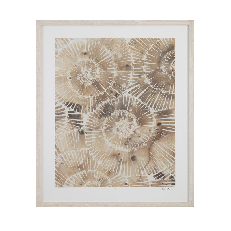 Fossil Nautilus - I Framed Print - Brown